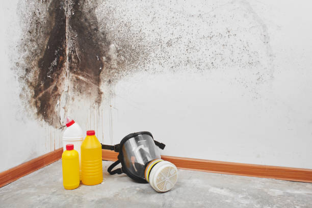 Mold Removal and Inspection in New Roads, LA