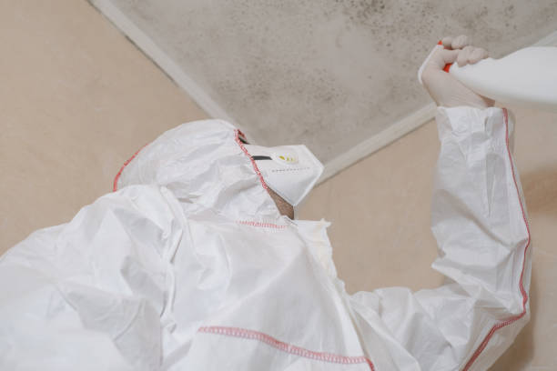 Professional Mold Removal in New Roads, LA